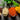 Botanical liqueurs (herb/spice)